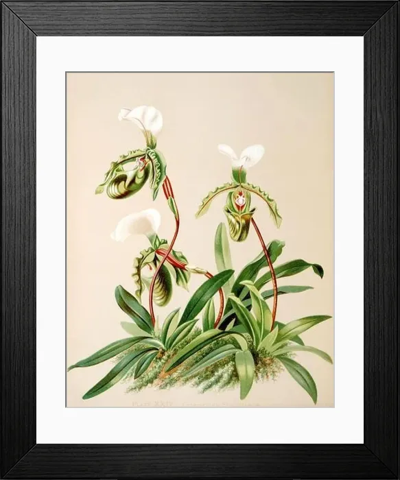 Framed Print : Antique Orchid illustration. ca1885. Cypripedium Spicerianum Framed Print : Antique Orchid illustration. ca1885. Cypripedium Spicerianum
