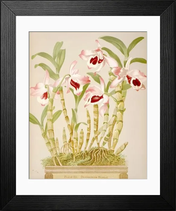 Framed Print : Antique Orchid illustration. ca1885. Dendobrium Nobile Framed Print : Antique Orchid illustration. ca1885. Dendobrium Nobile