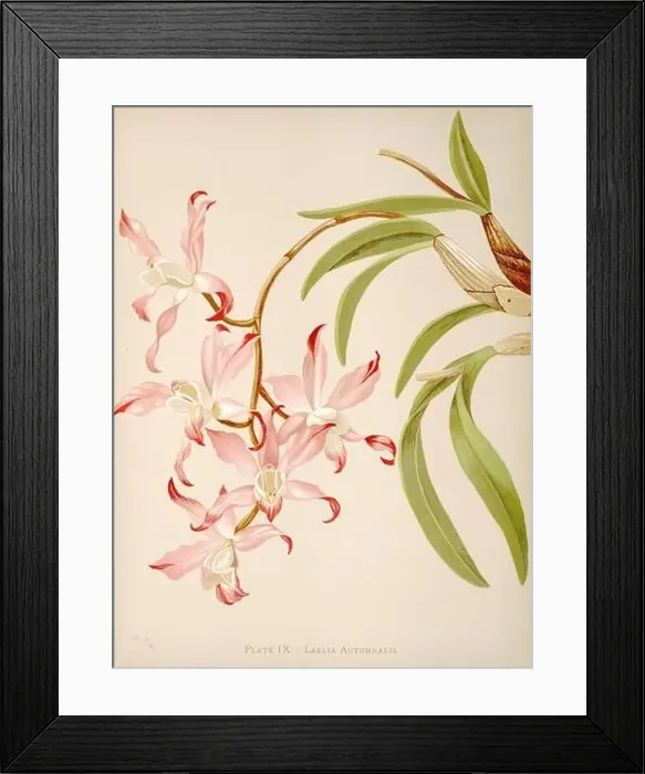 Framed Print : Antique Orchid illustration. ca1885. Laelia Autumnalis Framed Print : Antique Orchid illustration. ca1885. Laelia Autumnalis