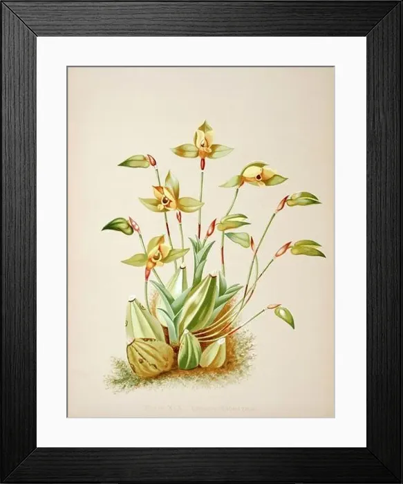Framed Print : Antique Orchid illustration. ca1885. Lycaste Aromatica Framed Print : Antique Orchid illustration. ca1885. Lycaste Aromatica