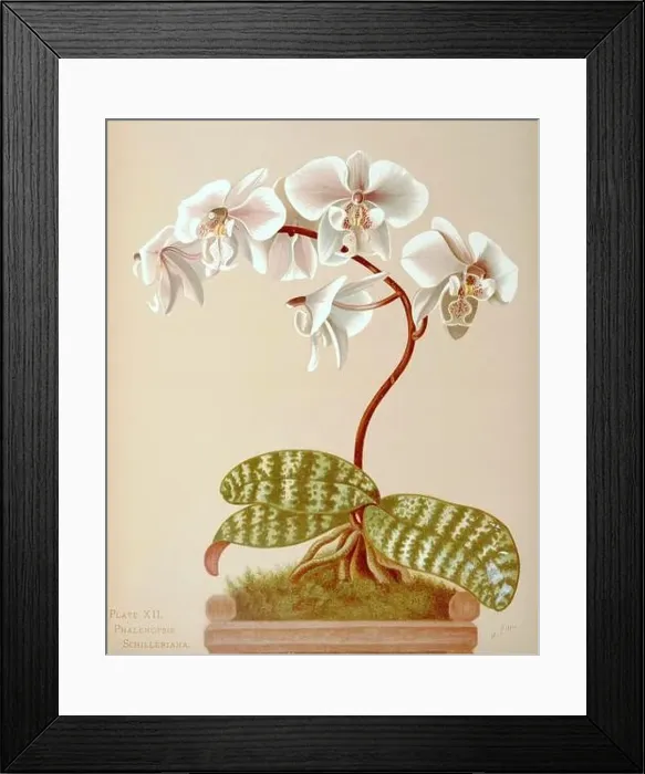 Framed Print : Antique Orchid illustration. ca1885. Phalenopsis Schilleriana Framed Print : Antique Orchid illustration. ca1885. Phalenopsis Schilleriana