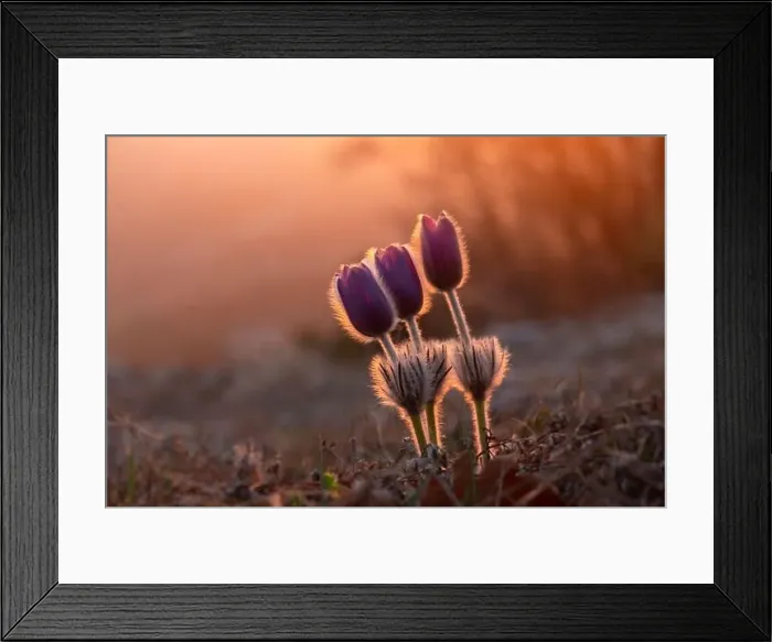 Framed Print : Dream-grass or Pulsatilla patens blooms in spring in the forest in the mountains Framed Print : Dream-grass or Pulsatilla patens blooms in spring in the forest in the mountains