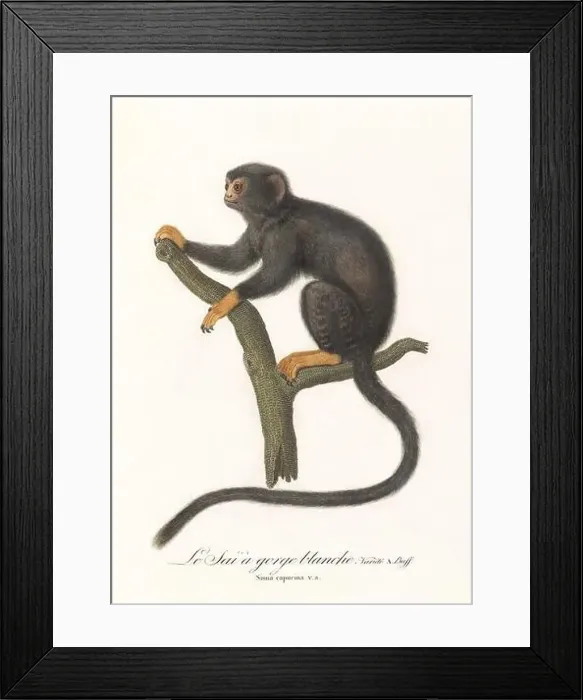 Framed Print : Antique monkey illustration. Simia Midas Framed Print : Antique monkey illustration. Simia Midas