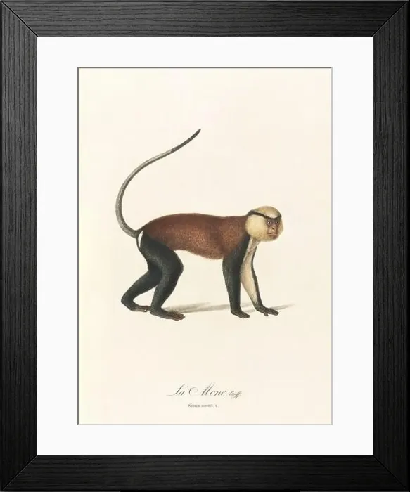 Framed Print : Antique monkey illustration. Simia Mona Framed Print : Antique monkey illustration. Simia Mona