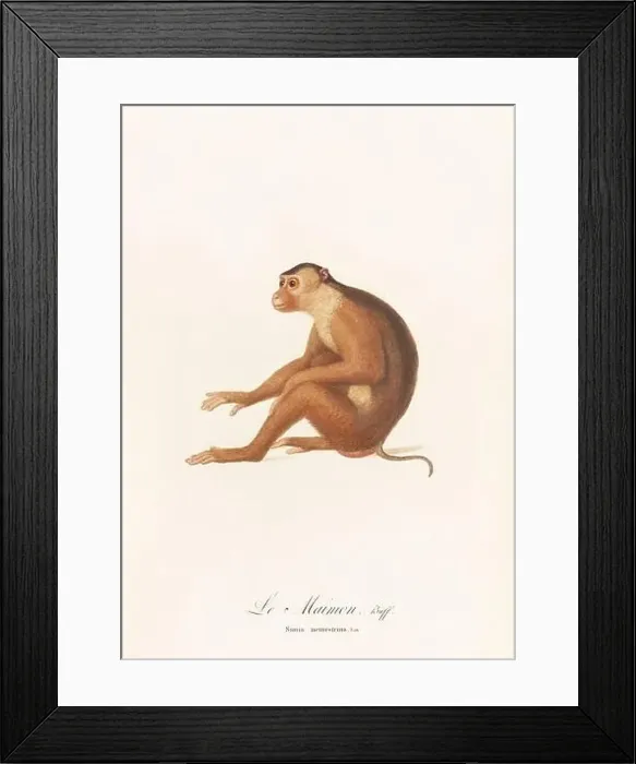 Framed Print : Antique monkey illustration. Simia Nemestrina Framed Print : Antique monkey illustration. Simia Nemestrina