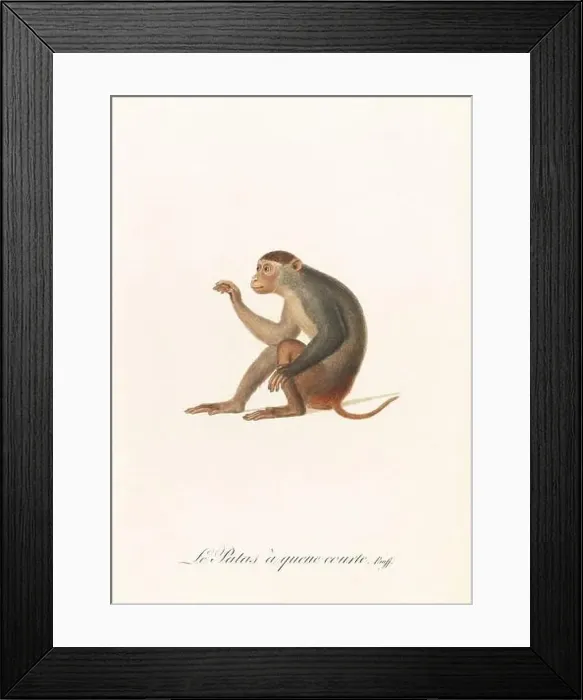 Framed Print : Antique monkey illustration. Simia Patas Framed Print : Antique monkey illustration. Simia Patas