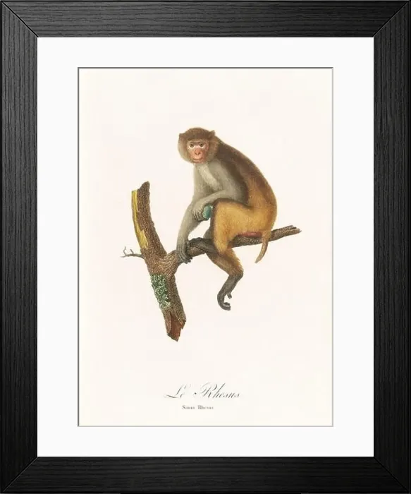 Framed Print : Antique monkey illustration. Simia Rhesus Framed Print : Antique monkey illustration. Simia Rhesus