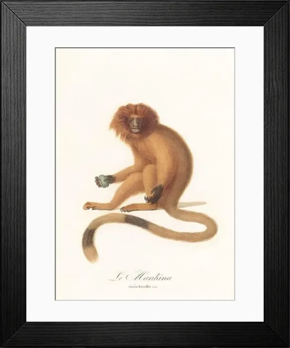 Framed Print : Antique monkey illustration. Simia Rosalia Framed Print : Antique monkey illustration. Simia Rosalia