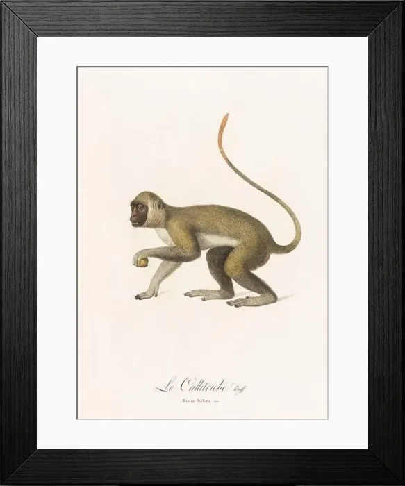 Framed Print : Antique monkey illustration. Simia Sabaea Framed Print : Antique monkey illustration. Simia Sabaea