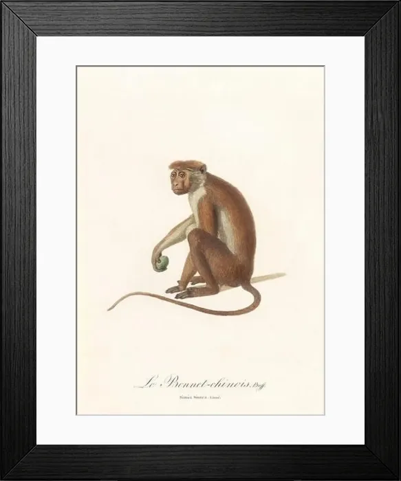 Framed Print : Antique monkey illustration. Simia Sinica Framed Print : Antique monkey illustration. Simia Sinica
