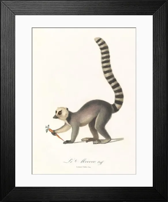 Framed Print : Antique Lemur illustration. Lemur Catta Framed Print : Antique Lemur illustration. Lemur Catta