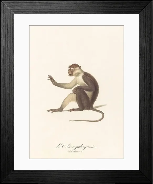 Framed Print : Antique monkey illustration. Simia Aethiops Framed Print : Antique monkey illustration. Simia Aethiops