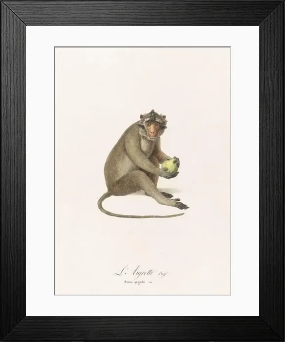 Framed Print : Antique monkey illustration. Simia Aygula Framed Print : Antique monkey illustration. Simia Aygula