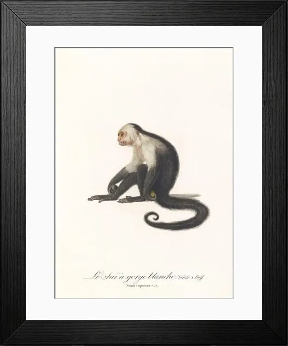 Framed Print : Antique monkey illustration. Simia Capucina Framed Print : Antique monkey illustration. Simia Capucina