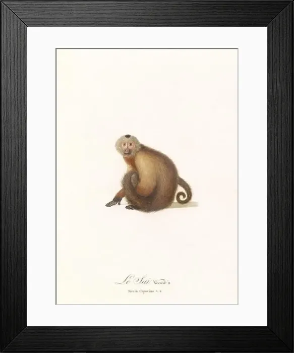 Framed Print : Antique monkey illustration. Simia Capucina Framed Print : Antique monkey illustration. Simia Capucina