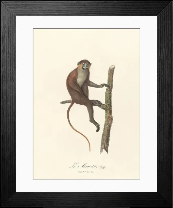 Framed Print : Antique monkey illustration. Simia Cephus Framed Print : Antique monkey illustration. Simia Cephus