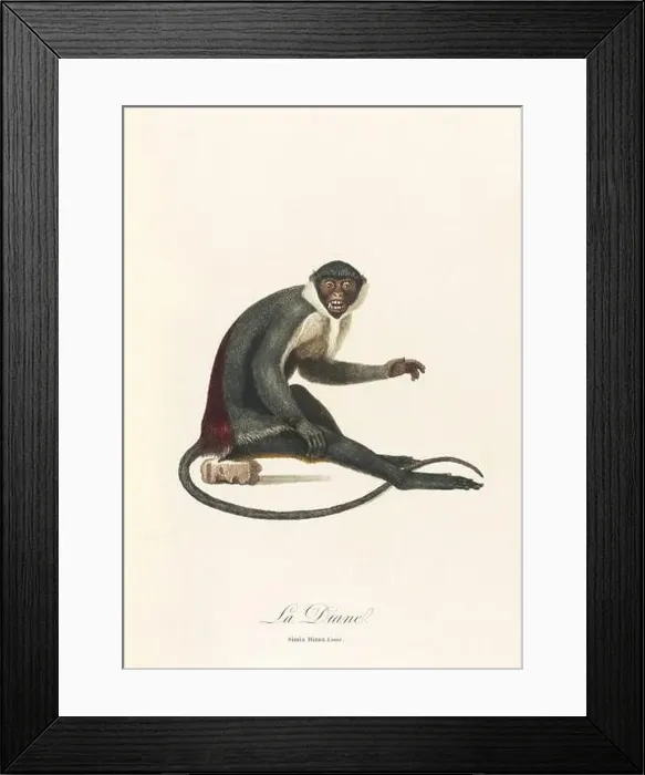 Framed Print : Antique monkey illustration. Simia Diana Framed Print : Antique monkey illustration. Simia Diana