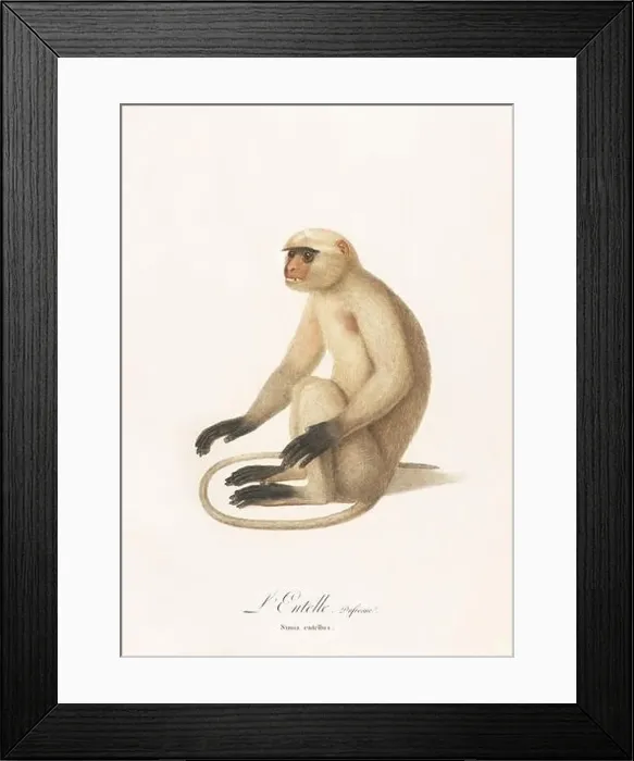 Framed Print : Antique monkey illustration. Simia Entellus Framed Print : Antique monkey illustration. Simia Entellus