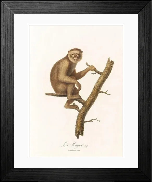 Framed Print : Antique monkey illustration. Simia Inuus Framed Print : Antique monkey illustration. Simia Inuus