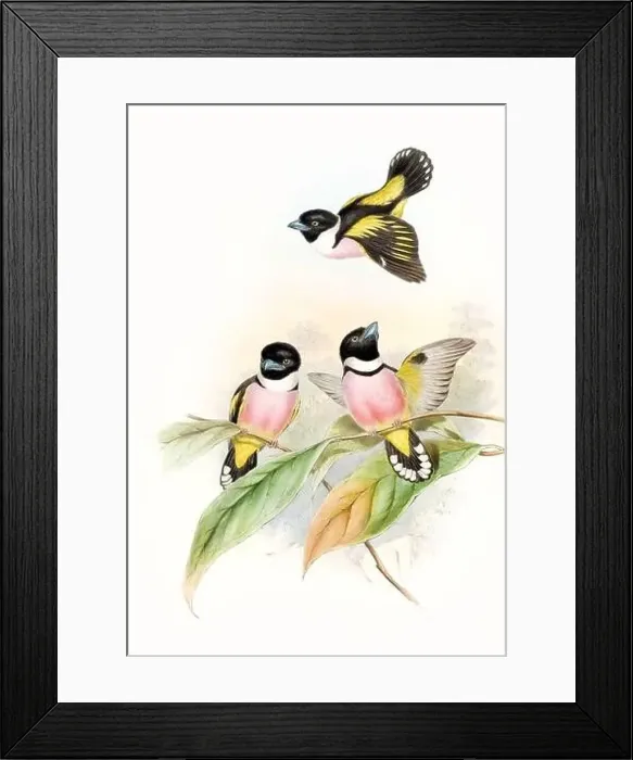 Framed Print : Beautibul Bird illustration. Vintage bird Print by John Gould. Ca.1850 Framed Print : Beautibul Bird illustration. Vintage bird Print by John Gould. Ca.1850