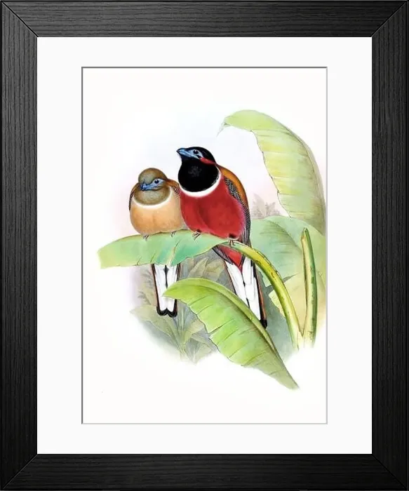 Framed Print : Beautibul Bird illustration. Vintage bird Print by John Gould. Ca.1850