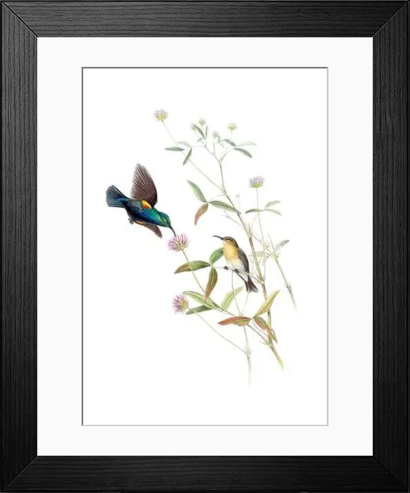 Framed Print : Beautibul Bird illustration. Vintage bird Print by John Gould. Ca.1850 Framed Print : Beautibul Bird illustration. Vintage bird Print by John Gould. Ca.1850