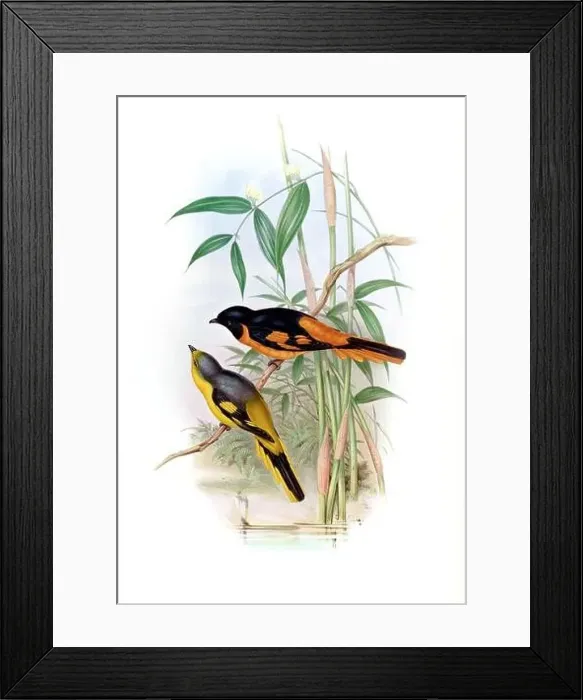 Framed Print : Beautibul Bird illustration. Vintage bird Print by John Gould. Ca.1850 Framed Print : Beautibul Bird illustration. Vintage bird Print by John Gould. Ca.1850