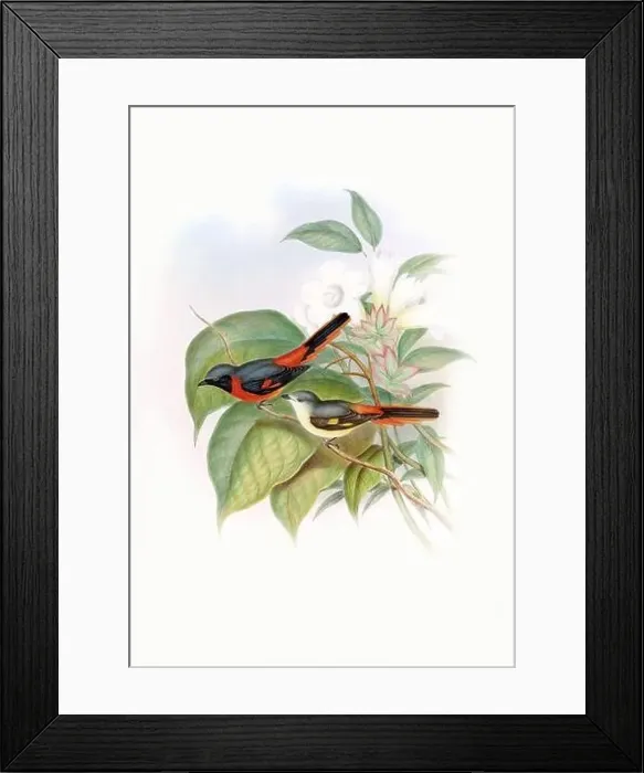 Framed Print : Beautibul Bird illustration. Vintage bird Print by John Gould. Ca.1850 Framed Print : Beautibul Bird illustration. Vintage bird Print by John Gould. Ca.1850