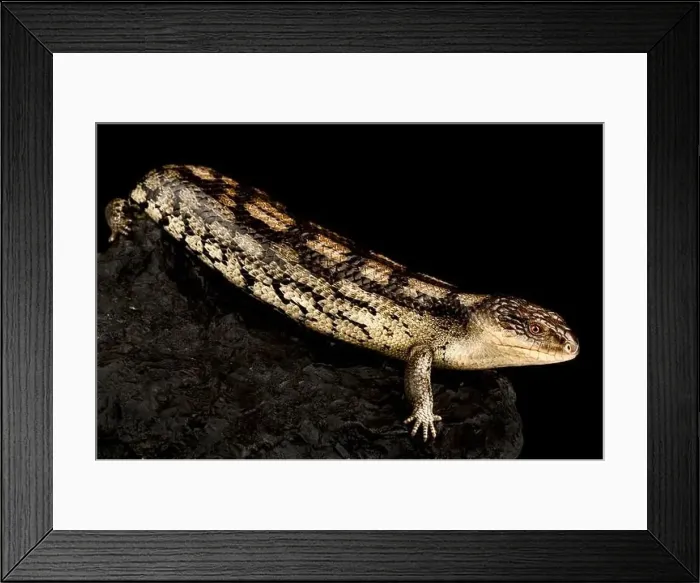 Framed Print : Blotched blue-tongued skink (Tiliqua nigrolutea) Lowland Framed Print : Blotched blue-tongued skink (Tiliqua nigrolutea) Lowland