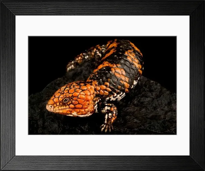 Framed Print : Shingleback skink (Tiliqua rugosa rugosa) Framed Print : Shingleback skink (Tiliqua rugosa rugosa)
