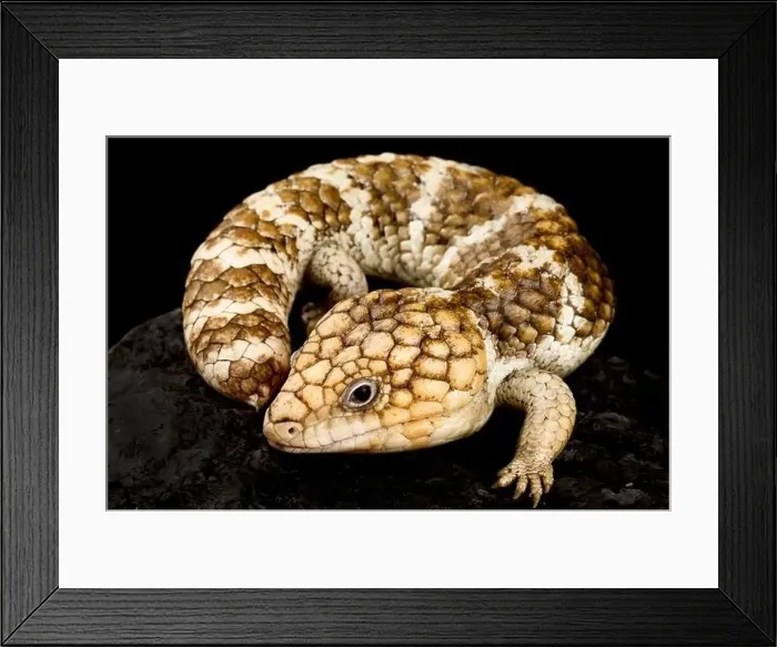 Framed Print : Shingleback skink (Tiliqua rugosa rugosa) Framed Print : Shingleback skink (Tiliqua rugosa rugosa)