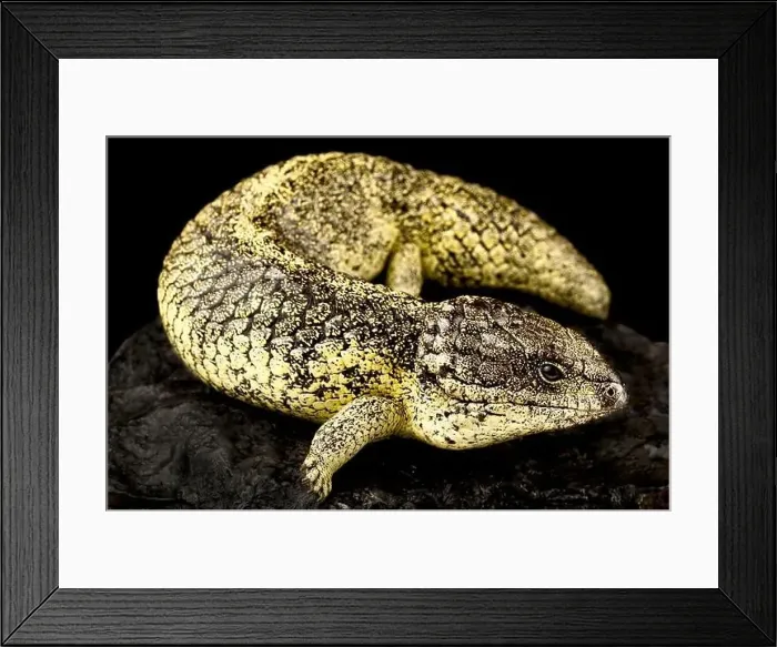 Framed Print : Rottnest island Shingleback Skink (Tiliqua rugosa konowi) Framed Print : Rottnest island Shingleback Skink (Tiliqua rugosa konowi)