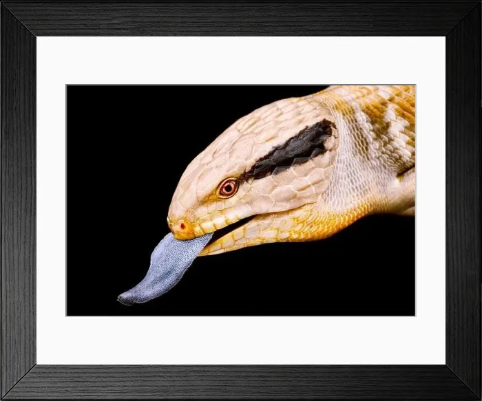 Framed Print : Centralian blue-tongued skink (Tiliqua multifasciata) Framed Print : Centralian blue-tongued skink (Tiliqua multifasciata)