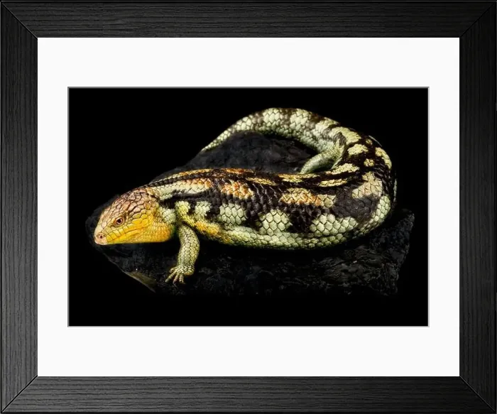 Framed Print : Blotched blue-tongued skink (Tiliqua nigrolutea) Tasmania Framed Print : Blotched blue-tongued skink (Tiliqua nigrolutea) Tasmania