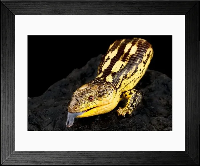 Framed Print : Blotched blue-tongued skink (Tiliqua nigrolutea) Highland Framed Print : Blotched blue-tongued skink (Tiliqua nigrolutea) Highland
