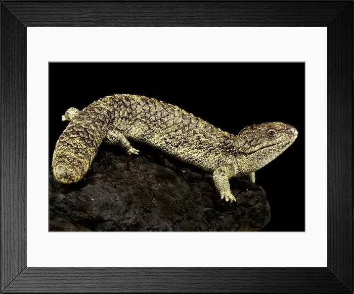 Framed Print : Rottnest island Shingleback Skink (Tiliqua rugosa konowi) Framed Print : Rottnest island Shingleback Skink (Tiliqua rugosa konowi)