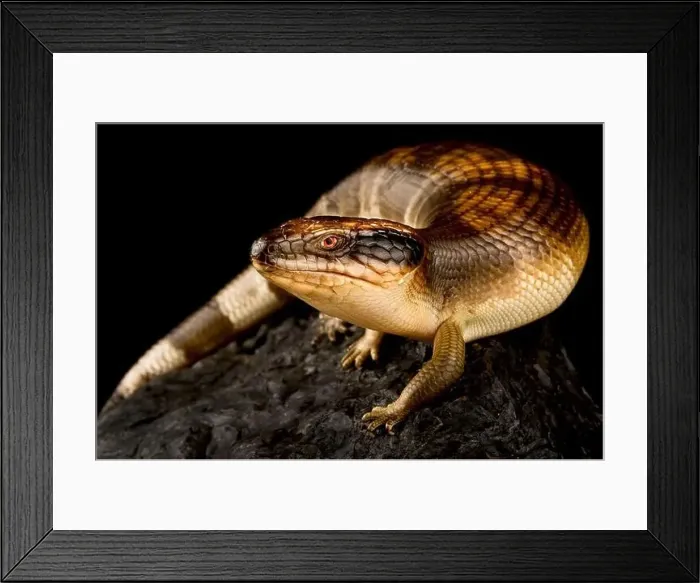 Framed Print : Western blue-tongued skink (Tiliqua occipitalis) Framed Print : Western blue-tongued skink (Tiliqua occipitalis)