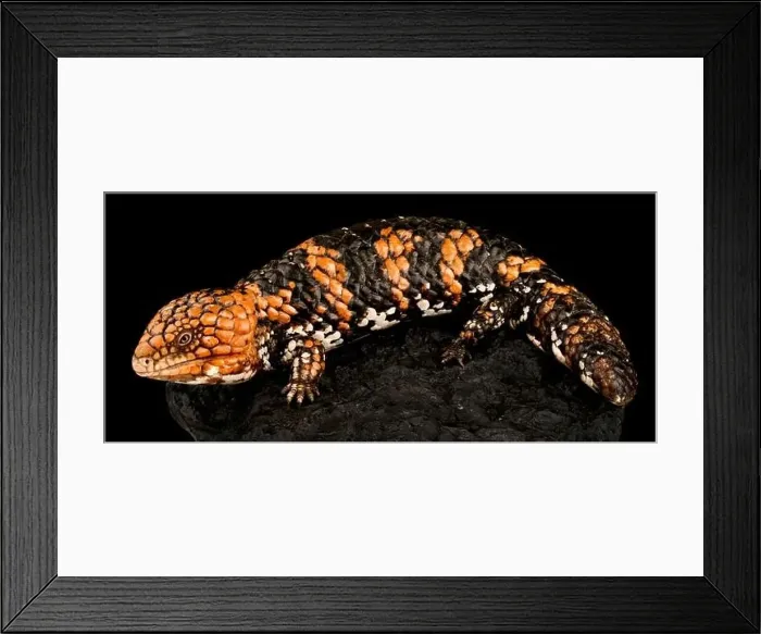 Framed Print : Shingleback skink (Tiliqua rugosa rugosa) Framed Print : Shingleback skink (Tiliqua rugosa rugosa)