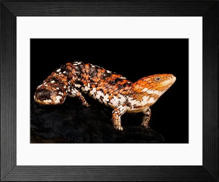 Framed Print : Shingleback skink (Tiliqua rugosa rugosa) Framed Print : Shingleback skink (Tiliqua rugosa rugosa)