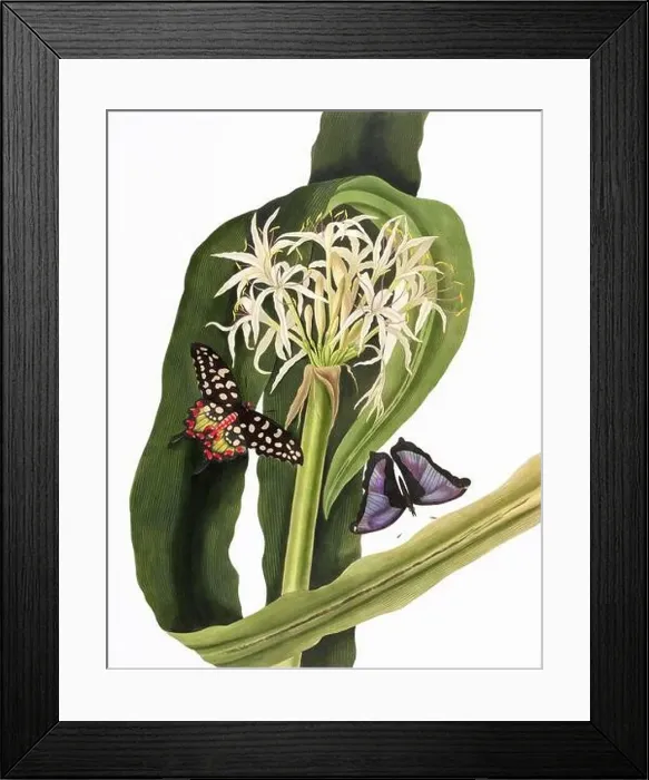 Framed Print : Crinum Pedunculatum. Plate of the book A selection of Hexandrian plants Framed Print : Crinum Pedunculatum. Plate of the book A selection of Hexandrian plants