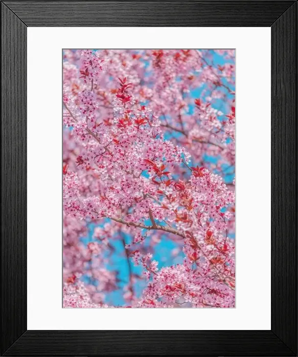 Framed Print : Cherry orchard in bloom, pink blossoming tree branches in spring, selective focus Framed Print : Cherry orchard in bloom, pink blossoming tree branches in spring, selective focus