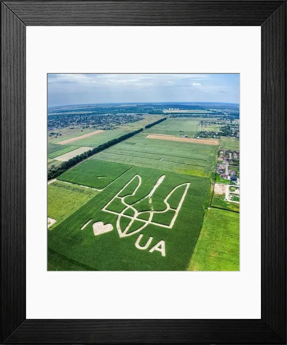 Framed Print : Giant symbol of the country of Ukraine is a trident created by corn sprouts in a corn field Framed Print : Giant symbol of the country of Ukraine is a trident created by corn sprouts in a corn field