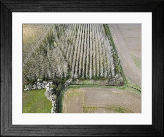 Framed Print : Drone top down view of a regimented plantation of trees shown in uniform rows Framed Print : Drone top down view of a regimented plantation of trees shown in uniform rows