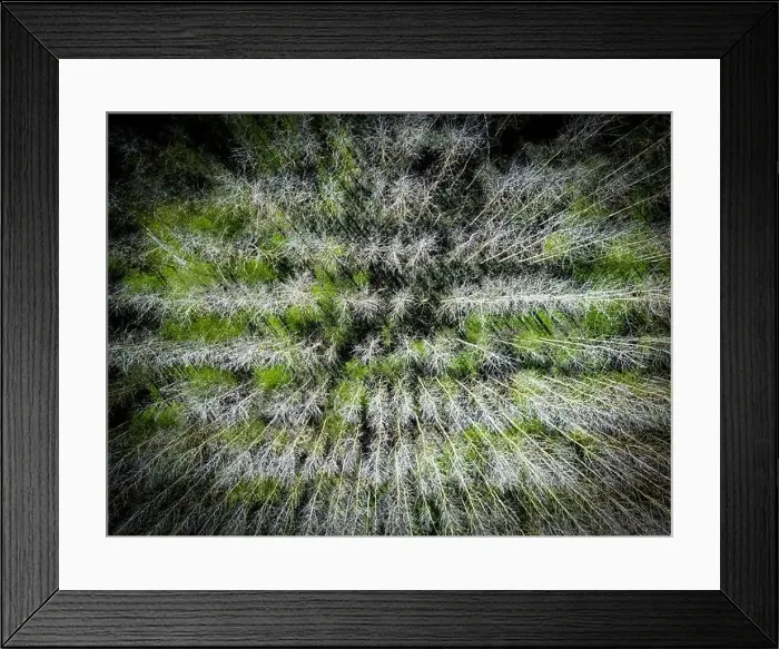Framed Print : Drone top down view of a regimented plantation of trees shown in uniform rows
