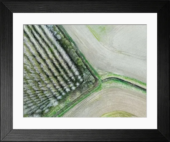 Framed Print : Drone top down view of a regimented plantation of trees shown in uniform rows Framed Print : Drone top down view of a regimented plantation of trees shown in uniform rows
