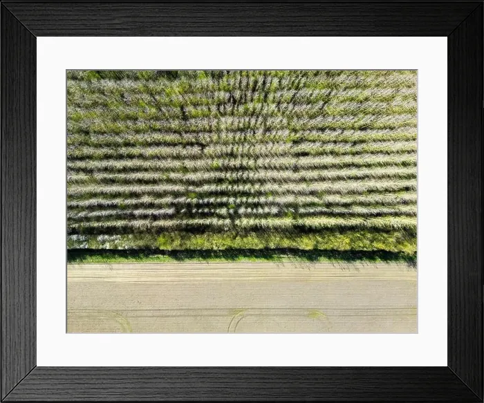 Framed Print : Drone top down view of a regimented plantation of trees shown in uniform rows Framed Print : Drone top down view of a regimented plantation of trees shown in uniform rows