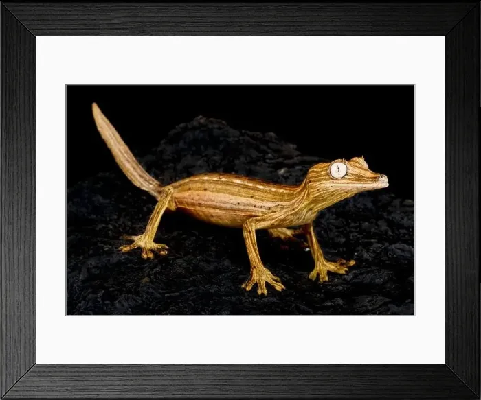Framed Print : Lined Leaf-tailed gecko (Uroplatus lineatus)
