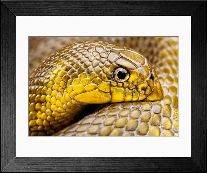 Framed Print : African Shovel-nosed Snake (Scaphiophis albopunctatus) Framed Print : African Shovel-nosed Snake (Scaphiophis albopunctatus)