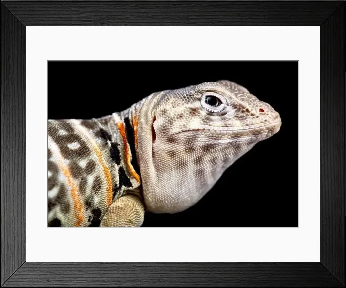 Framed Print : Baja Black-collared Lizard (Crotaphytus vestigium) Framed Print : Baja Black-collared Lizard (Crotaphytus vestigium)