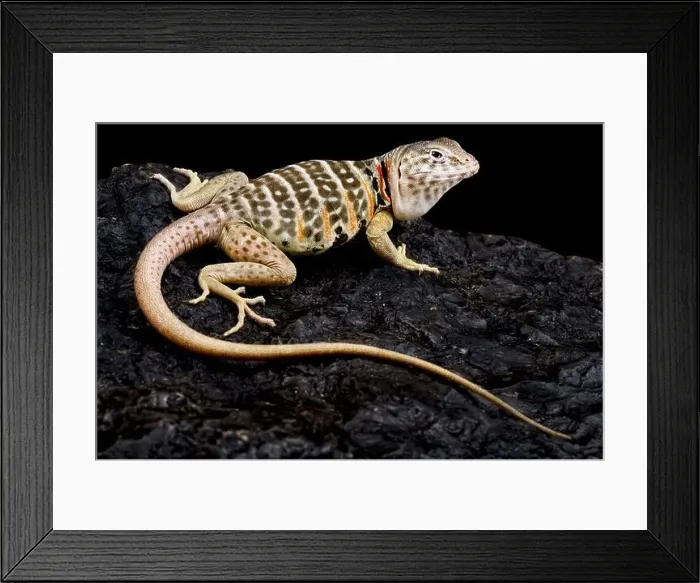 Framed Print : Baja Black-collared Lizard (Crotaphytus vestigium) Framed Print : Baja Black-collared Lizard (Crotaphytus vestigium)